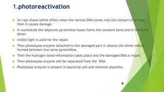 1.photoreactivation
 Uv rays shows lethal effect when the normal DNA comes into the contact of uv rays
then it causes damage.
 In nucleotide the adjacent pyramidine bases forms the covalent bond and it forms t-t
dimer
 visible light is used for the repair.
 Then photolyase enzyme attached to the damaged part it cleaves the dimer which
formed between two same pyramidine.
 Then the hydrogen bond reformation takes place and the damaged DNA is repair.
 Then photolyase enzyme will be separated from the DNA.
 Photolyase enzyme is present in bacterial cell and mammal placenta.
9
 