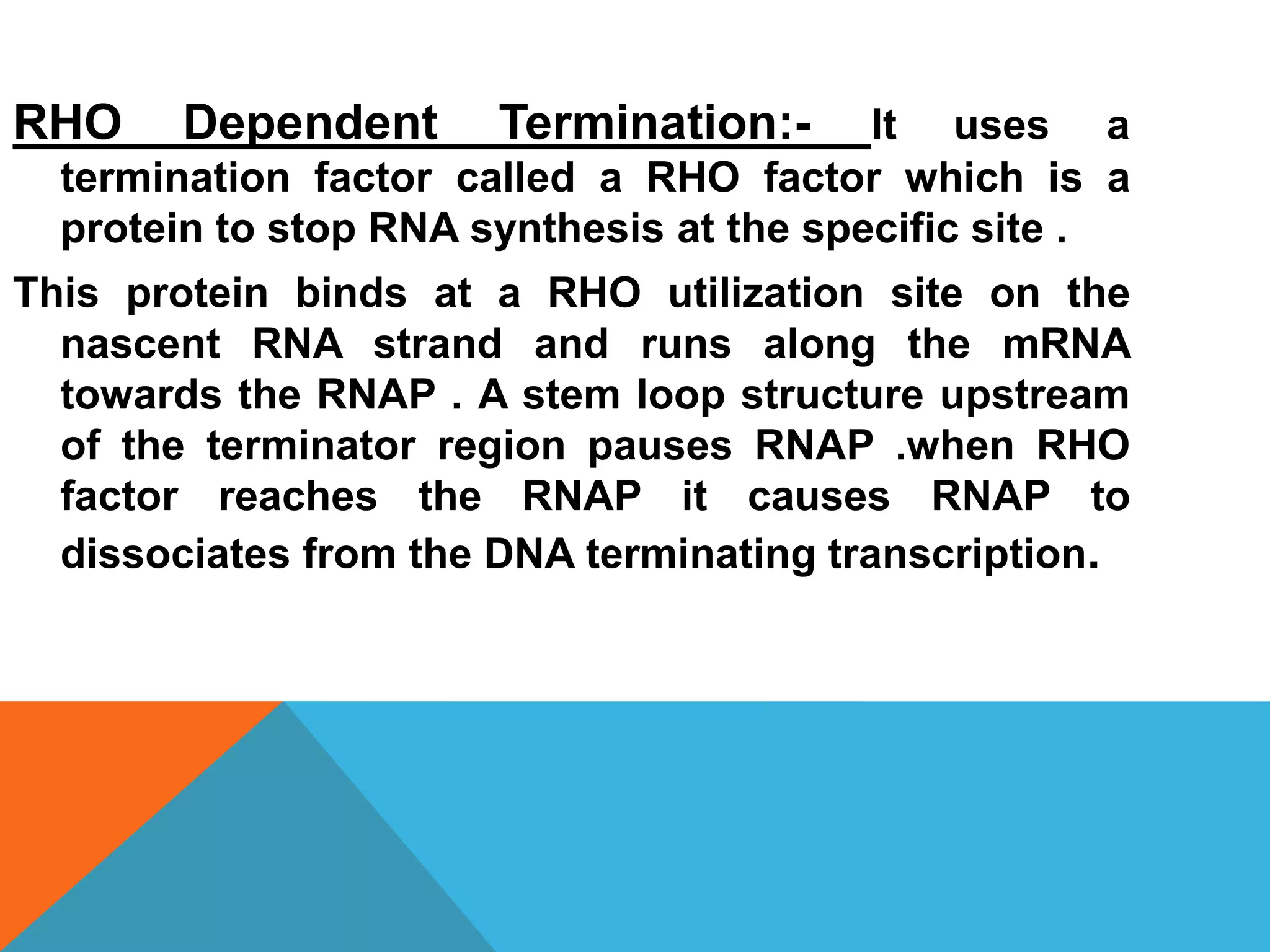RHO Dependent Termination:- It uses a
termination factor called a RHO factor which is a
protein to stop RNA synthesis at the specific site .
This protein binds at a RHO utilization site on the
nascent RNA strand and runs along the mRNA
towards the RNAP . A stem loop structure upstream
of the terminator region pauses RNAP .when RHO
factor reaches the RNAP it causes RNAP to
dissociates from the DNA terminating transcription.
 
