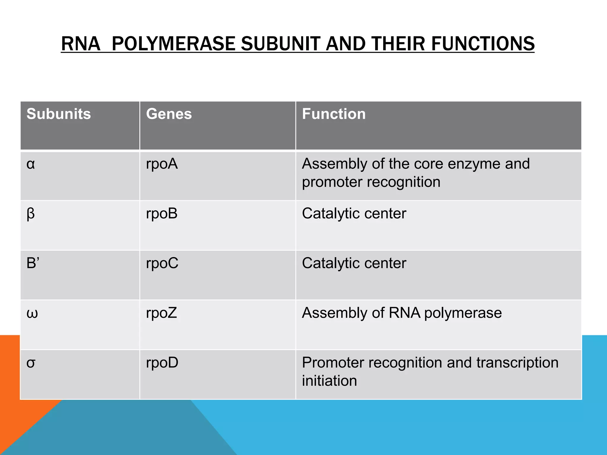 RNA POLYMERASE SUBUNIT AND THEIR FUNCTIONS
Subunits Genes Function
α rpoA Assembly of the core enzyme and
promoter recognition
β rpoB Catalytic center
Β’ rpoC Catalytic center
ω rpoZ Assembly of RNA polymerase
σ rpoD Promoter recognition and transcription
initiation
 
