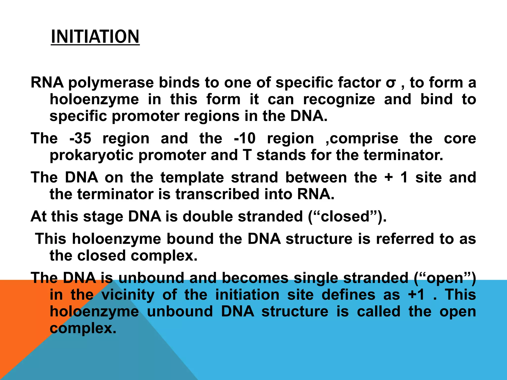 INITIATION
RNA polymerase binds to one of specific factor σ , to form a
holoenzyme in this form it can recognize and bind to
specific promoter regions in the DNA.
The -35 region and the -10 region ,comprise the core
prokaryotic promoter and T stands for the terminator.
The DNA on the template strand between the + 1 site and
the terminator is transcribed into RNA.
At this stage DNA is double stranded (“closed”).
This holoenzyme bound the DNA structure is referred to as
the closed complex.
The DNA is unbound and becomes single stranded (“open”)
in the vicinity of the initiation site defines as +1 . This
holoenzyme unbound DNA structure is called the open
complex.
 