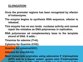 ELONGATION
Once the promoter regions has been recognized by σfactor
of holoenzyme.
The enzyme begins to synthesis RNA sequence, σfactor is
released.
This enzyme has no exo /endo nuclease activity and cannot
repair the mistakes as DNA polymerase in replication.
RNA polymerase ad complementary base to the template
strand of DNA. It adds :
Thiamine for adenine (T=A).
Cytosine for Guanine (C≡G).
Guanine for cytosine(G≡C).
Adenine for Uracil(A=U).
Most transcripts originates using adenosine 5’ triphosphate
(ATP) and to a lesser extent ,guano sine 5’triphosphate
 