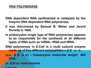 RNA POLYMERASE
DNA dependent RNA synthesized is catalyzed by the
enzyme DNA dependent RNA polymerase.
It was discovered by Samuel B. Weiss and Jerard
Hurwitz in 1960.
In prokaryotes single type of RNA polymerase appears
to be responsible for the synthesis of all different
types of RNA such as mRNA, rRNA and tRNA.
RNA polymerase in E.Coli is a multi subunit enzyme
made up of five different polypeptides α β β’ ώ σ.
(α,α β β’ ω σ) – holoenzyme molecular weight 465
KDA.
(α β β’ω) –core enzyme .
 