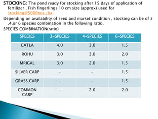 STOCKING: The pond ready for stocking after 15 days of application of
fertilizer . Fish fingerlings 10 cm size (approx) used for
stocking@5000nos./ha.
Depending on availability of seed and market condition , stocking can be of 3
,4,or 6 species combination in the following ratio.
SPECIES COMBINATION(ratio)
SPECIES 3-SPECIES 4-SPECIES 6-SPECIES
CATLA 4.0 3.0 1.5
ROHU 3.0 3.0 2.0
MRIGAL 3.0 2.0 1.5
SILVER CARP - - 1.5
GRASS CARP - - 1.5
COMMON
CARP
- 2.0 2.0
 