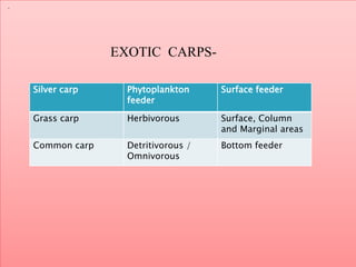 .
EXOTIC CARPS-
Silver carp Phytoplankton
feeder
Surface feeder
Grass carp Herbivorous Surface, Column
and Marginal areas
Common carp Detritivorous /
Omnivorous
Bottom feeder
 