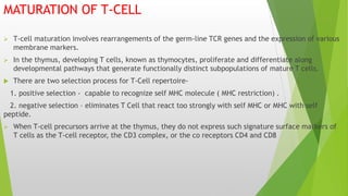 MATURATION OF T-CELL
 T-cell maturation involves rearrangements of the germ-line TCR genes and the expression of various
membrane markers.
 In the thymus, developing T cells, known as thymocytes, proliferate and differentiate along
developmental pathways that generate functionally distinct subpopulations of mature T cells.
 There are two selection process for T-Cell repertoire-
1. positive selection - capable to recognize self MHC molecule ( MHC restriction) .
2. negative selection – eliminates T Cell that react too strongly with self MHC or MHC with self
peptide.
 When T-cell precursors arrive at the thymus, they do not express such signature surface markers of
T cells as the T-cell receptor, the CD3 complex, or the co receptors CD4 and CD8
 