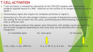 T CELL ACTIVATION
 T cell activation is initiated by interaction of the TCR-CD3 complex with a processed
antigenic peptide bound to a MHC molecule on the surface of an antigen-presenting cell or
signal-1.
 Costimulatory signal also require for complete activation or signal-2.
 Interaction of a TH cell with antigen initiates a cascade of biochemical events that induces
the resting TH cell to enter the cell cycle, proliferating and differentiating into memory
cells or effector cells
 Many of the gene products that appear upon interaction with antigen can be grouped into
one of three categories depending on how early they can be detected after antigen
recognition.
(1) immediate gene (2) early gene (3) late gene
c-fos, c-Myc, c-Jun, NFAT etc. IL-2, IL-2R, IL-3, IL-6 etc. Various adhesion mol.
 