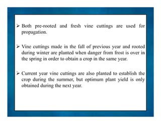  Both pre-rooted and fresh vine cuttings are used for
propagation.
 Vine cuttings made in the fall of previous year and rooted
during winter are planted when danger from frost is over in
the spring in order to obtain a crop in the same year.
 Current year vine cuttings are also planted to establish the
crop during the summer, but optimum plant yield is only
obtained during the next year.
 Both pre-rooted and fresh vine cuttings are used for
propagation.
 Vine cuttings made in the fall of previous year and rooted
during winter are planted when danger from frost is over in
the spring in order to obtain a crop in the same year.
 Current year vine cuttings are also planted to establish the
crop during the summer, but optimum plant yield is only
obtained during the next year.
 