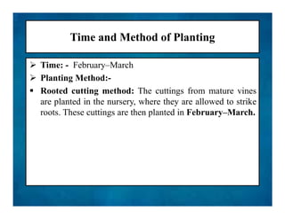 Time and Method of Planting
 Time: - February–March
 Planting Method:-
 Rooted cutting method: The cuttings from mature vines
are planted in the nursery, where they are allowed to strike
roots. These cuttings are then planted in February–March.
 Time: - February–March
 Planting Method:-
 Rooted cutting method: The cuttings from mature vines
are planted in the nursery, where they are allowed to strike
roots. These cuttings are then planted in February–March.
 