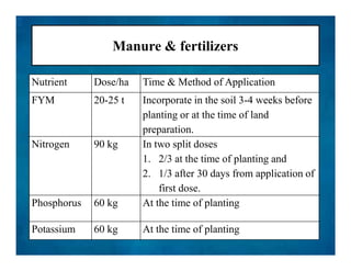 Manure & fertilizers
Nutrient Dose/ha Time & Method of Application
FYM 20-25 t Incorporate in the soil 3-4 weeks before
planting or at the time of land
preparation.
Nitrogen 90 kg In two split doses
1. 2/3 at the time of planting and
2. 1/3 after 30 days from application of
first dose.
Incorporate in the soil 3-4 weeks before
planting or at the time of land
preparation.
Nitrogen 90 kg In two split doses
1. 2/3 at the time of planting and
2. 1/3 after 30 days from application of
first dose.
Phosphorus 60 kg At the time of planting
Potassium 60 kg At the time of planting
 