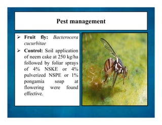 Pest management
 Fruit fly: Bacterocera
cucurbitae
 Control: Soil application
of neem cake at 250 kg/ha
followed by foliar sprays
of 4% NSKE or 4%
pulverized NSPE or 1%
pongamia soap at
flowering were found
effective.
 Fruit fly: Bacterocera
cucurbitae
 Control: Soil application
of neem cake at 250 kg/ha
followed by foliar sprays
of 4% NSKE or 4%
pulverized NSPE or 1%
pongamia soap at
flowering were found
effective.
 