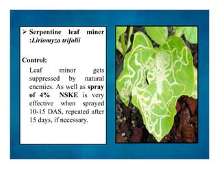  Serpentine leaf miner
:Liriomyza trifolii
Control:
Leaf minor gets
suppressed by natural
enemies. As well as spray
of 4% NSKE is very
effective when sprayed
10-15 DAS, repeated after
15 days, if necessary.
 Serpentine leaf miner
:Liriomyza trifolii
Control:
Leaf minor gets
suppressed by natural
enemies. As well as spray
of 4% NSKE is very
effective when sprayed
10-15 DAS, repeated after
15 days, if necessary.
 