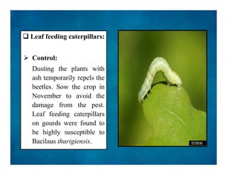  Leaf feeding caterpillars:
 Control:
Dusting the plants with
ash temporarily repels the
beetles. Sow the crop in
November to avoid the
damage from the pest.
Leaf feeding caterpillars
on gourds were found to
be highly susceptible to
Bacilaus thurigiensis.
 Leaf feeding caterpillars:
 Control:
Dusting the plants with
ash temporarily repels the
beetles. Sow the crop in
November to avoid the
damage from the pest.
Leaf feeding caterpillars
on gourds were found to
be highly susceptible to
Bacilaus thurigiensis.
 