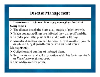 Disease Management
• Fusarium wilt : (Fusarium oxysporum f. sp. Niveum)
Symptoms :
 The disease attack the plant at all stages of plant growth.
 When young seedlings are infected they damp off and die.
 In older plants the plant wilt and die within 10 days.
 Vascular discolaration can be seen. In wet weather, pinkish
or whitish fungal growth can be seen on dead stems.
Management :
 Collection and burning of infected plant.
 Seed treatment and soil application with Trichoderma viride
or Pseudomonas fluorescens.
 Use of disease free seeds.
• Fusarium wilt : (Fusarium oxysporum f. sp. Niveum)
Symptoms :
 The disease attack the plant at all stages of plant growth.
 When young seedlings are infected they damp off and die.
 In older plants the plant wilt and die within 10 days.
 Vascular discolaration can be seen. In wet weather, pinkish
or whitish fungal growth can be seen on dead stems.
Management :
 Collection and burning of infected plant.
 Seed treatment and soil application with Trichoderma viride
or Pseudomonas fluorescens.
 Use of disease free seeds.
 