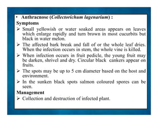 • Anthracnose (Collectorichum lagenarium) :
Symptoms
 Small yellowish or water soaked areas appears on leaves
which enlarge rapidly and turn brown in most cucurbits but
black in water melon.
 The affected bark break and fall of or the whole leaf dries.
When the infection occurs in stem, the whole vine is killed.
 When infection occurs in fruit pedicle, the young fruit may
be darken, shrivel and dry. Circular black cankers appear on
fruits.
 The spots may be up to 5 cm diameter based on the host and
environment.
 In the sunken black spots salmon coloured spores can be
seen.
Management
 Collection and destruction of infected plant.
• Anthracnose (Collectorichum lagenarium) :
Symptoms
 Small yellowish or water soaked areas appears on leaves
which enlarge rapidly and turn brown in most cucurbits but
black in water melon.
 The affected bark break and fall of or the whole leaf dries.
When the infection occurs in stem, the whole vine is killed.
 When infection occurs in fruit pedicle, the young fruit may
be darken, shrivel and dry. Circular black cankers appear on
fruits.
 The spots may be up to 5 cm diameter based on the host and
environment.
 In the sunken black spots salmon coloured spores can be
seen.
Management
 Collection and destruction of infected plant.
 