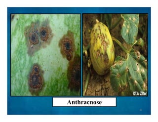 Anthracnose
46
 