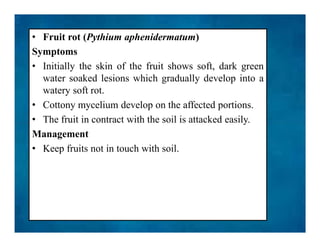 • Fruit rot (Pythium aphenidermatum)
Symptoms
• Initially the skin of the fruit shows soft, dark green
water soaked lesions which gradually develop into a
watery soft rot.
• Cottony mycelium develop on the affected portions.
• The fruit in contract with the soil is attacked easily.
Management
• Keep fruits not in touch with soil.
• Fruit rot (Pythium aphenidermatum)
Symptoms
• Initially the skin of the fruit shows soft, dark green
water soaked lesions which gradually develop into a
watery soft rot.
• Cottony mycelium develop on the affected portions.
• The fruit in contract with the soil is attacked easily.
Management
• Keep fruits not in touch with soil.
 