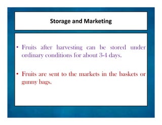 Storage and Marketing
• Fruits after harvesting can be stored under
ordinary conditions for about 3-4 days.
• Fruits are sent to the markets in the baskets or
gunny bags.
• Fruits after harvesting can be stored under
ordinary conditions for about 3-4 days.
• Fruits are sent to the markets in the baskets or
gunny bags.
 