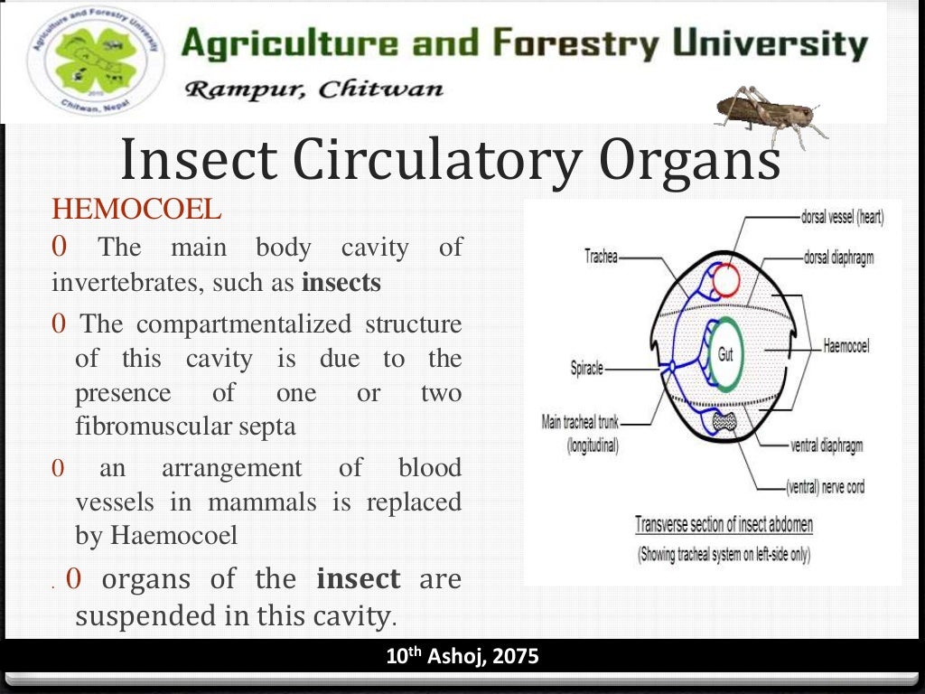 Circulatory system of insects