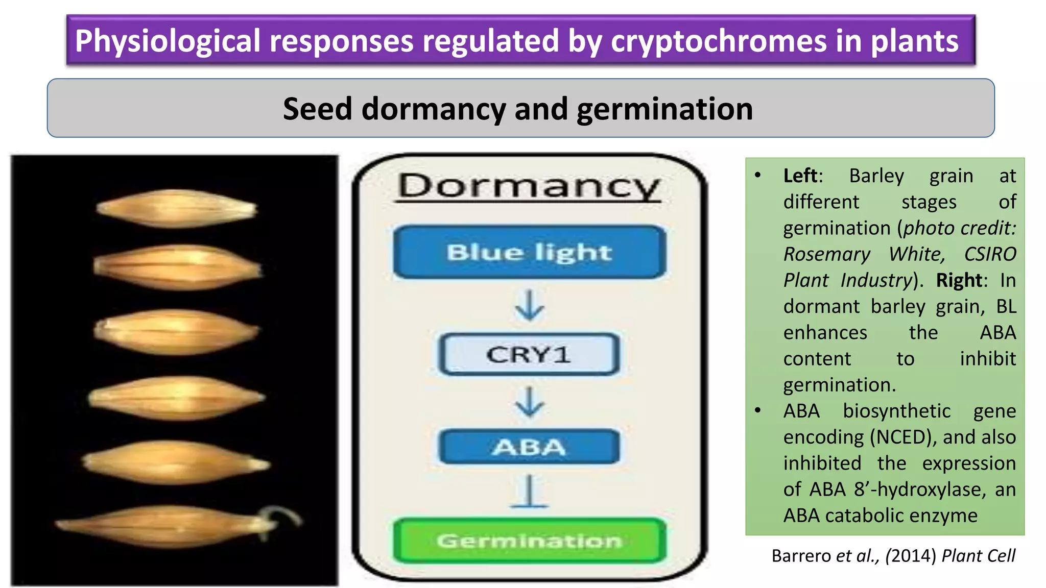 Emerging Roles and New Paradigms in Signaling Mechanisms of Plant ...