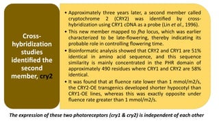 • Approximately three years later, a second member called
cryptochrome 2 (CRY2) was identiﬁed by cross-
hybridization using CRY1 cDNA as a probe (Lin et al., 1996).
• This new member mapped to fha locus, which was earlier
characterized to be late-ﬂowering, thereby indicating its
probable role in controlling ﬂowering time.
• Bioinformatic analysis showed that CRY2 and CRY1 are 51%
identical in amino acid sequence, and this sequence
similarity is mainly concentrated in the PHR domain of
approximately 490 residues where CRY1 and CRY2 are 58%
identical.
• It was found that at ﬂuence rate lower than 1 mmol/m2/s,
the CRY2-OE transgenics developed shorter hypocotyl than
CRY1-OE lines, whereas this was exactly opposite under
ﬂuence rate greater than 1 mmol/m2/s.
Cross-
hybridization
studies
identiﬁed the
second
member, cry2
The expression of these two photoreceptors (cry1 & cry2) is independent of each other
 