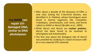 • After about a decade of the discovery of CRYs, a
new class lacking the C-terminal domain, was
identiﬁed in A. thaliana, whose homologues were
found in diverse organisms like Drosophila,
Arabidopsis, Synechocystis, and Homo, and hence
called cry-DASH or Atcry3 (Brudler et al., 2003)
• While Atcry1 and Atcry2 are nuclear proteins,
Atcry3 has been found to be localized to
chloroplasts and mitochondria
• The ﬁrst clue about the biological role of Atcry3
was provided by studying its crystal structure with
an in situ-repaired CPD substrate
Cry-DASH can
repair UV-
damaged DNA,
similar to DNA
photolyases
 
