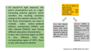 • On blue/UV-A light exposure, the
pterin chromophore acts as a light-
harvesting antenna pigment, which
transfers the resulting excitation
energy to the catalytic cofactor, FAD
• The ﬂavin chromophore can exist in
multiple redox states—oxidized
(FADox), semiquinone (FADH
.
), and
fully reduced (FADH2), each having
different absorption characteristics
• In fact, the C-terminal region of CRY2
is very different from the
corresponding region of CRY1; there
is only 14% sequence identity.
The role of pterin as
light-sensing
chromophore was
revealed from two
observations:
First, the Atcry1
overexpressing
insect cells were
found to be more
sensitive to light of
380 nm than that
of 450nm
Second, DHAP, a
pterin biosynthesis
inhibitor, was
selectively found to
reduce
cryptochrome
responsivity at 380
nm in these cell
cultures
Hoang et al., (2008) Molecular Plant
 