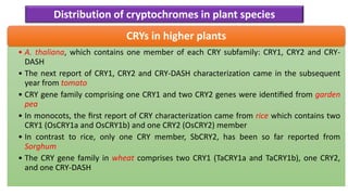Distribution of cryptochromes in plant species
CRYs in higher plants
• A. thaliana, which contains one member of each CRY subfamily: CRY1, CRY2 and CRY-
DASH
• The next report of CRY1, CRY2 and CRY-DASH characterization came in the subsequent
year from tomato
• CRY gene family comprising one CRY1 and two CRY2 genes were identiﬁed from garden
pea
• In monocots, the ﬁrst report of CRY characterization came from rice which contains two
CRY1 (OsCRY1a and OsCRY1b) and one CRY2 (OsCRY2) member
• In contrast to rice, only one CRY member, SbCRY2, has been so far reported from
Sorghum
• The CRY gene family in wheat comprises two CRY1 (TaCRY1a and TaCRY1b), one CRY2,
and one CRY-DASH
 
