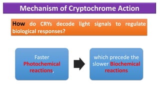 How do CRYs decode light signals to regulate
biological responses?
Faster
Photochemical
reactions,
which precede the
slower Biochemical
reactions
Mechanism of Cryptochrome Action
 