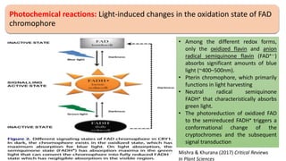 Photochemical reactions: Light-induced changes in the oxidation state of FAD
chromophore
• Among the different redox forms,
only the oxidized flavin and anion
radical semiquinone flavin (FAD•—)
absorbs significant amounts of blue
light (~400–500nm).
• Pterin chromophore, which primarily
functions in light harvesting
• Neutral radical semiquinone
FADH• that characteristically absorbs
green light.
• The photoreduction of oxidized FAD
to the semireduced FADH• triggers a
conformational change of the
cryptochromes and the subsequent
signal transduction
Mishra & Khurana (2017) Critical Reviews
In Plant Sciences
 