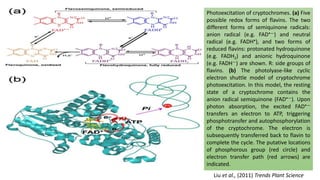 Photoexcitation of cryptochromes. (a) Five
possible redox forms of flavins. The two
different forms of semiquinone radicals:
anion radical (e.g. FAD•—) and neutral
radical (e.g. FADH•), and two forms of
reduced flavins: protonated hydroquinone
(e.g. FADH2) and anionic hydroquinone
(e.g. FADH—) are shown. R: side groups of
flavins. (b) The photolyase-like cyclic
electron shuttle model of cryptochrome
photoexcitation. In this model, the resting
state of a cryptochrome contains the
anion radical semiquinone (FAD•—). Upon
photon absorption, the excited FAD•—
transfers an electron to ATP, triggering
phosphotransfer and autophosphorylation
of the cryptochrome. The electron is
subsequently transferred back to flavin to
complete the cycle. The putative locations
of phosphorous group (red circle) and
electron transfer path (red arrows) are
indicated.
Liu et al., (2011) Trends Plant Science
 