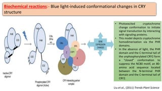• Photoexcited cryptochrome
change conformation to initiate
signal transduction by interacting
with signaling proteins.
• This model depicts cryptochrome
homodimerization via the PHR
domains.
• In the absence of light, the PHR
domain and the C-terminal tail of
the unphosphorylated CRY2 form
a “closed” conformation to
suppress the NC80 motif, an 80-
amino acid sequence located
between the N-terminal PHR
domain and the C-terminal tail of
CRY2.
Biochemical reactions:- Blue light-induced conformational changes in CRY
structure
Liu et al., (2011) Trends Plant Science
 