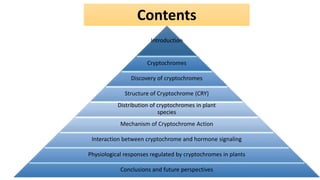 Introduction
Cryptochromes
Discovery of cryptochromes
Structure of Cryptochrome (CRY)
Distribution of cryptochromes in plant
species
Mechanism of Cryptochrome Action
Interaction between cryptochrome and hormone signaling
Physiological responses regulated by cryptochromes in plants
Conclusions and future perspectives
Contents
 