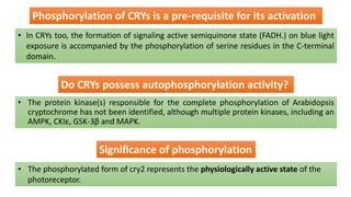• In CRYs too, the formation of signaling active semiquinone state (FADH.) on blue light
exposure is accompanied by the phosphorylation of serine residues in the C-terminal
domain.
Phosphorylation of CRYs is a pre-requisite for its activation
Do CRYs possess autophosphorylation activity?
• The protein kinase(s) responsible for the complete phosphorylation of Arabidopsis
cryptochrome has not been identified, although multiple protein kinases, including an
AMPK, CKIε, GSK-3β and MAPK.
Signiﬁcance of phosphorylation
• The phosphorylated form of cry2 represents the physiologically active state of the
photoreceptor.
 