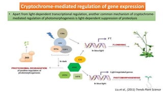 Cryptochrome-mediated regulation of gene expression
• Apart from light-dependent transcriptional regulation, another common mechanism of cryptochrome-
mediated regulation of photomorphogenesis is light-dependent suppression of proteolysis
Liu et al., (2011) Trends Plant Science
 