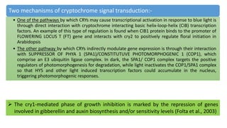 Two mechanisms of cryptochrome signal transduction:-
• One of the pathways by which CRYs may cause transcriptional activation in response to blue light is
through direct interaction with cryptochrome interacting basic helix-loop-helix (CIB) transcription
factors. An example of this type of regulation is found when CIB1 protein binds to the promoter of
FLOWERING LOCUS T (FT) gene and interacts with cry2 to positively regulate ﬂoral initiation in
Arabidopsis
• The other pathway by which CRYs indirectly modulate gene expression is through their interaction
with SUPPRESSOR OF PHYA 1 (SPA1)/CONSTITUTUVE PHOTOMORPHOGENIC 1 (COP1), which
comprise an E3 ubiquitin ligase complex. In dark, the SPA1/ COP1 complex targets the positive
regulators of photomorphogenesis for degradation, while light inactivates the COP1/SPA1 complex
so that HY5 and other light induced transcription factors could accumulate in the nucleus,
triggering photomorphogenic responses.
 The cry1-mediated phase of growth inhibition is marked by the repression of genes
involved in gibberellin and auxin biosynthesis and/or sensitivity levels (Folta et al., 2003)
 