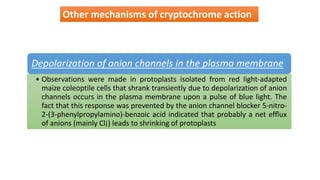 Other mechanisms of cryptochrome action
Depolarization of anion channels in the plasma membrane
• Observations were made in protoplasts isolated from red light-adapted
maize coleoptile cells that shrank transiently due to depolarization of anion
channels occurs in the plasma membrane upon a pulse of blue light. The
fact that this response was prevented by the anion channel blocker 5-nitro-
2-(3-phenylpropylamino)-benzoic acid indicated that probably a net efﬂux
of anions (mainly Cl¡) leads to shrinking of protoplasts
 
