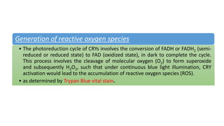 Generation of reactive oxygen species
• The photoreduction cycle of CRYs involves the conversion of FADH or FADH2 (semi-
reduced or reduced state) to FAD (oxidized state), in dark to complete the cycle.
This process involves the cleavage of molecular oxygen (O2) to form superoxide
and subsequently H2O2, such that under continuous blue light illumination, CRY
activation would lead to the accumulation of reactive oxygen species (ROS).
• as determined by Trypan Blue vital stain.
 