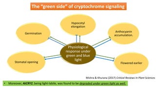 Physiological
response under
green and blue
light
Hypocotyl
elongation
Anthocyanin
accumulation.
Flowered earlierStomatal opening
Germination
• Moreover, AtCRY2, being light-labile, was found to be degraded under green light as well.
Mishra & Khurana (2017) Critical Reviews In Plant Sciences
The “green side” of cryptochrome signaling
 
