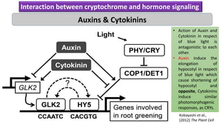 Interaction between cryptochrome and hormone signaling
Auxins & Cytokinins
Kobayashi et al.,
(2012) The Plant Cell
• Action of Auxin and
Cytokinin in respect
of blue light is
antagonistic to each
other.
• Auxin induce the
elongation of
hypocotyl in respect
of blue light which
cause shortening of
hypocotyl and
opposite, Cytokinins
induce similar
photomorphogenic
responses, as CRYs.
 
