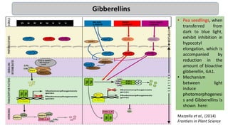Mazzella et al., (2014)
Frontiers in Plant Science
• Pea seedlings, when
transferred from
dark to blue light,
exhibit inhibition in
hypocotyl
elongation, which is
accompanied by
reduction in the
amount of bioactive
gibberellin, GA1.
• Mechanism
between light
induce
photomorphogenesi
s and Gibberellins is
shown here:
Gibberellins
 