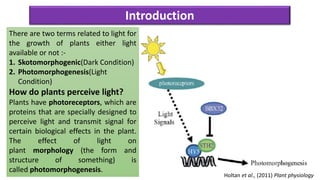 Introduction
There are two terms related to light for
the growth of plants either light
available or not :-
1. Skotomorphogenic(Dark Condition)
2. Photomorphogenesis(Light
Condition)
How do plants perceive light?
Plants have photoreceptors, which are
proteins that are specially designed to
perceive light and transmit signal for
certain biological effects in the plant.
The effect of light on
plant morphology (the form and
structure of something) is
called photomorphogenesis.
Holtan et al., (2011) Plant physiology
 