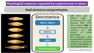 Barrero et al., (2014) Plant Cell
• Left: Barley grain at
different stages of
germination (photo credit:
Rosemary White, CSIRO
Plant Industry). Right: In
dormant barley grain, BL
enhances the ABA
content to inhibit
germination.
• ABA biosynthetic gene
encoding (NCED), and also
inhibited the expression
of ABA 8’-hydroxylase, an
ABA catabolic enzyme
Seed dormancy and germination
Physiological responses regulated by cryptochromes in plants
 
