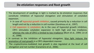 • The development of seedlings in light is marked by de-etiolation responses that
constitute: Inhibition of hypocotyl elongation and stimulation of cotyledon
expansion.
 In case of hypocotyl growth inhibition, caused primarily by a reduction in cell
length and not by a reduction in cell number (Gendreau et al., 1997).
 Cell expansion in cotyledons As in the case of hypocotyl growth inhibition,
CRY1 stimulates cotyledon expansion in both high and low irradiance,
whereas the role of CRY2 is limited to low irradiance (Blum et al., 1994; Lin et
al., 1998).
• In contrast to the inhibition of hypocotyl elongation, blue light induces the
promotion of root growth in a CRY1-dependent manner.
• The cryptochrome-mediated root growth is also regulated at the level of cell
elongation and not number (Canamero et al., 2006).
De-etiolation responses and Root growth
 