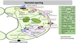 Inoue & Kinoshita
(2017) Plant Physiology
Stomatal opening
• The observation that
cry1cry2 double
mutant displayed an
increased drought
tolerance (Mao et al.,
2005) led to a ﬁnding
that CRYs also
contribute to blue-
light stimulation of
stomatal opening.
• Although phototropins
are the major
photoreceptor
regulating this process
(Shimazaki et al.,
2007),
 