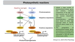 Zhang et al., (2017) Plant Physiology
Photosynthetic reactions
• Indeed, a large number of
photosynthesis-related genes
and proteins, including
components of the light and
dark reactions and of starch
and sucrose biosynthetic
pathways, and
photorespiratory pathway
were found to show high
transcript levels in tomato
CRY2-OE plants (Lopez et al.,
2012).
• This upregulation of
photosynthesis-related genes
and proteins is consistent with
the increased accumulation of
chlorophyll in CRY2-OE plants
(Gilibertoetal.,2005).
 