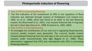 1. Role of CRY2 in promoting ﬂowering
• The ﬁrst indication of the involvement of CRYs in the regulation of ﬂoral
induction was obtained through analysis of Arabidopsis cry2 mutant (Lin,
1996, Lin et al., 1998), which was found to be allelic to the late ﬂowering
mutant, fha (Koornneef et al., 1991). cry2 mutants ﬂowered late in long days
but not in short days (Guo et al., 1998; El-Assal et al., 2001, 2003)
2. Role of CRY1 in inducing ﬂowering
• To investigate the contributions of cry1 and cry2 in regulating ﬂowering time,
cry1cry2 double mutants were generated. The cry1cry2 double mutant
showed delayed ﬂowering than the wild type or the cry1 and cry2 monogenic
mutants under monochromatic blue light (Bagnal et al., 1996). These
observations suggested that CRY2 acts redundantly with CRY1 in promoting
ﬂowering induction
Photoperiodic induction of ﬂowering
 