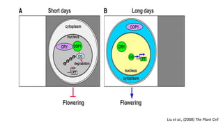 Liu et al., (2008) The Plant Cell
 