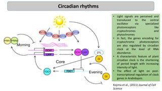 Kojima et al., (2011) Journal of Cell
Science
Circadian rhythms
• Light signals are perceived and
transduced to the central
oscillator via specialized
photoreceptors like
cryptochromes and
phytochromes
• In fact, the genes encoding for
cryptochrome photoreceptors
are also regulated by circadian
clock at the level of RNA
abundance.
• A characteristic feature of plant
circadian clock is the shortening
of period length with increasing
intensity of light.
• The effect of light on post-
transcriptional regulation of clock
genes in Arabidopsis.
 