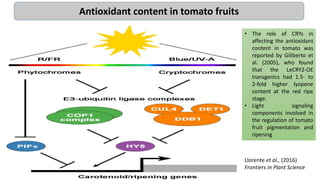 Llorente et al., (2016)
Frontiers in Plant Science
Antioxidant content in tomato fruits
• The role of CRYs in
affecting the antioxidant
content in tomato was
reported by Giliberto et
al. (2005), who found
that the LeCRY2-OE
transgenics had 1.5- to
2-fold higher lyopene
content at the red ripe
stage.
• Light signaling
components involved in
the regulation of tomato
fruit pigmentation and
ripening
 