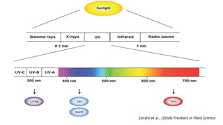 Zoratti et al., (2014) Frontiers in Plant Science
 